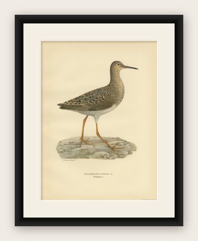 Philomachus Pugnax Antique Bird Print, 1929, Detailed Ornithology Art of a Ruff, shown framed