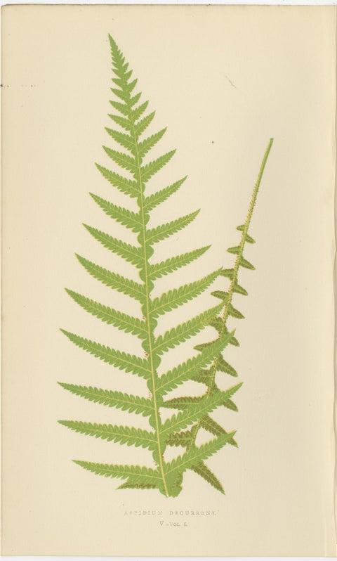 Antique Hand-Colored Fern Prints - Didymochlaena, Aspidium - 19th Century, view 3