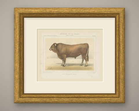 Garonnais Bull, French Cattle Breed, Antique Chromolithograph by Borie, 1863, shown framed