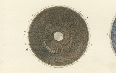 The Choroid, Iris and Retina, Antique Hirschfeld Anatomy Print, 1866, view 5