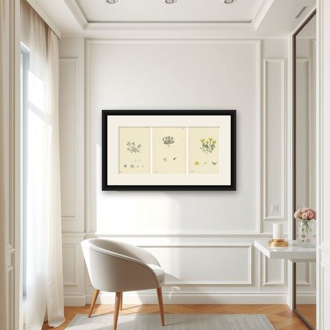 Botanical Engravings of Thick-Leaved, English, and Biting Stone-Crops, 1902, shown framed in a room