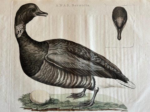 Brent Goose, Antique Bird Engraving by Nozeman and Sepp, 1789, view 3