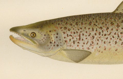 Scandinavian Brown Trout Forms: Exquisite Hand-Colored Lithograph, 1895, close-up 2
