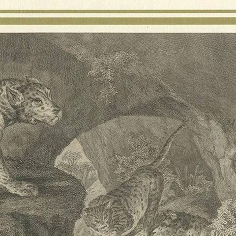 Antique Print of Leopards by J.S. Müller, 1794, close-up 1