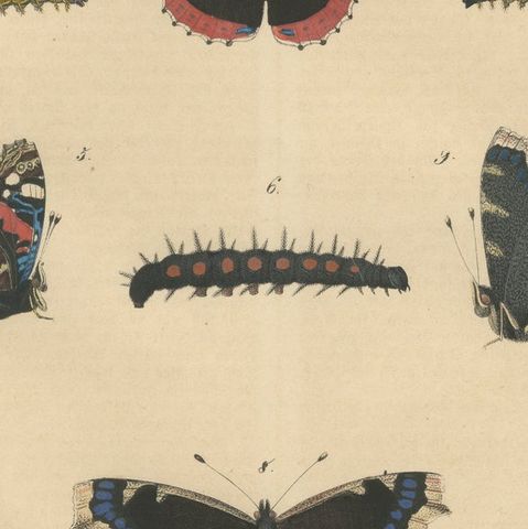 "Admiral Butterfly Lifecycle" - Hand-Colored Natural History Plate (1846), close-up 6