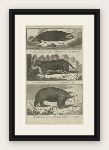 Original Antique Print of a Sea Otter, a Quadruped and a White Bear, C.1780, shown framed