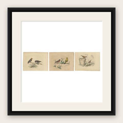 Avian Treasures from Buffon's Natural History: Hand-Colored Masterpieces, 1837, shown framed