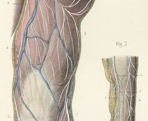 Nerves of the Back of the Arm and Hand, Antique Hirschfeld Anatomy Print, 1866, view 4