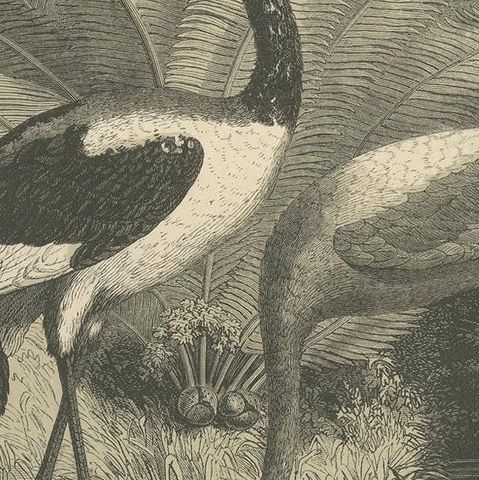 Antique Bird Print of a Saddle-Billed Stork and American Flamingo '1853', close-up 2