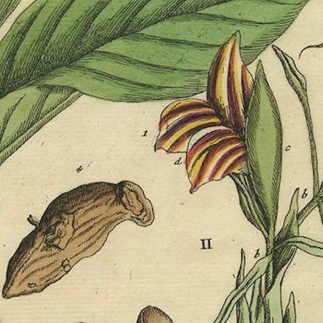 Botanical Illustration of White Turmeric (Curcuma zedoaria) by Blackwell, 1696, close-up 5