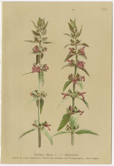 Antique Botanical Prints Alpine Flora Set of 8, Chromolithographs, 1897, view 9