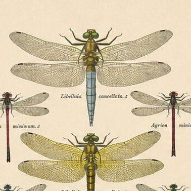 Set of Three Dragonfly Lithographs from Die Geradflügler Mitteleuropas, 1908, close-up 6
