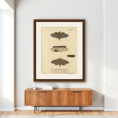 Moth Metamorphosis Dedicated to Earl of Cardigan, 1724, shown framed on a wall