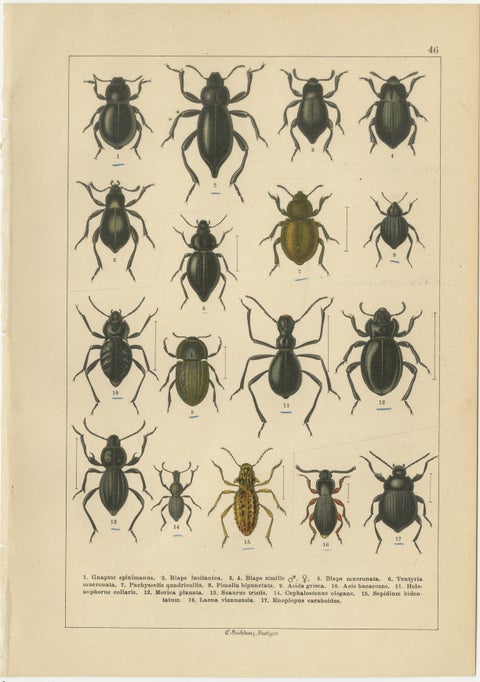 Decorative Antique Beetle Prints, Vibrant Chromolithograph Set of 8, Calwer 1893, view 7