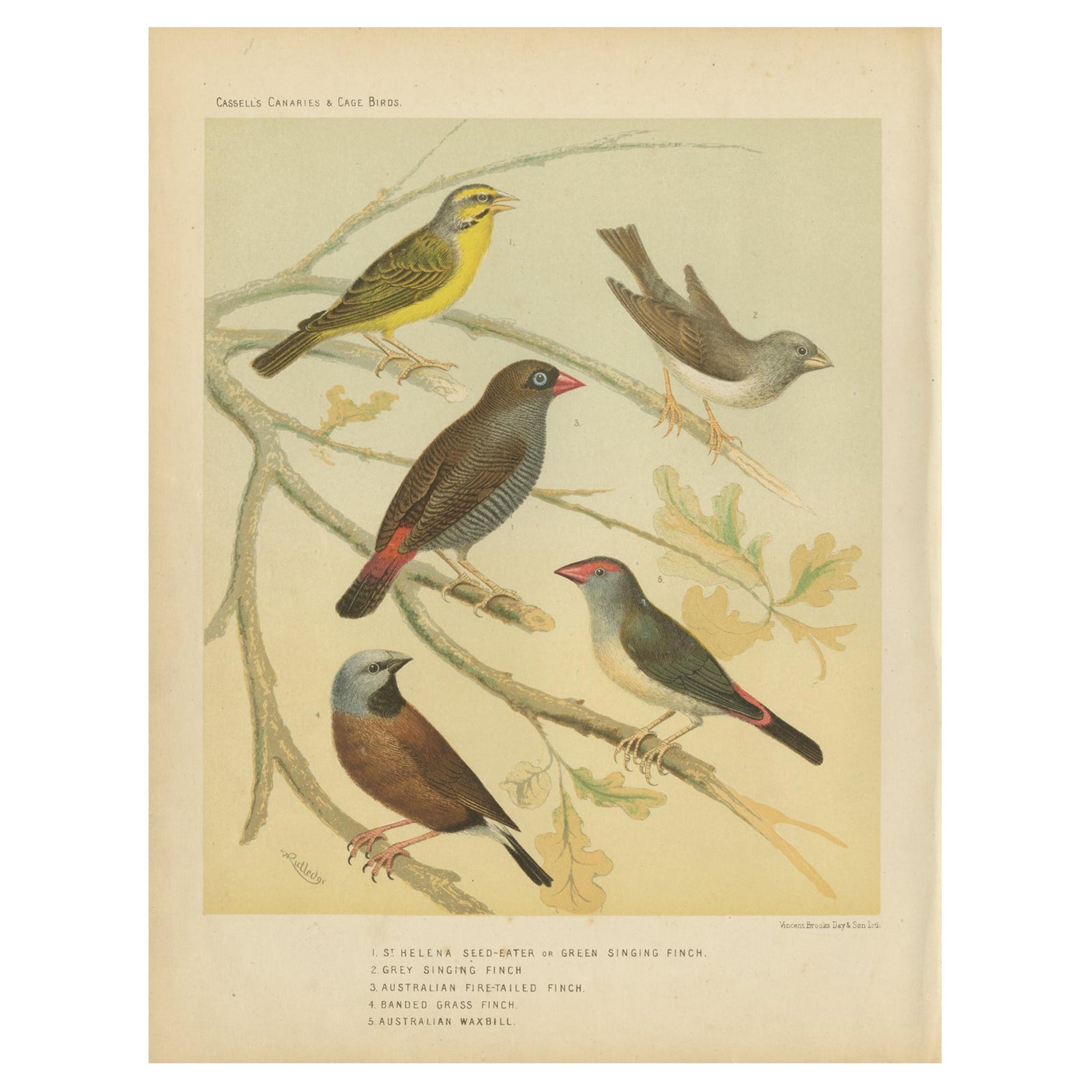 Antique Bird Print of the Green Singing Finch, Grey Singing Finch and Others