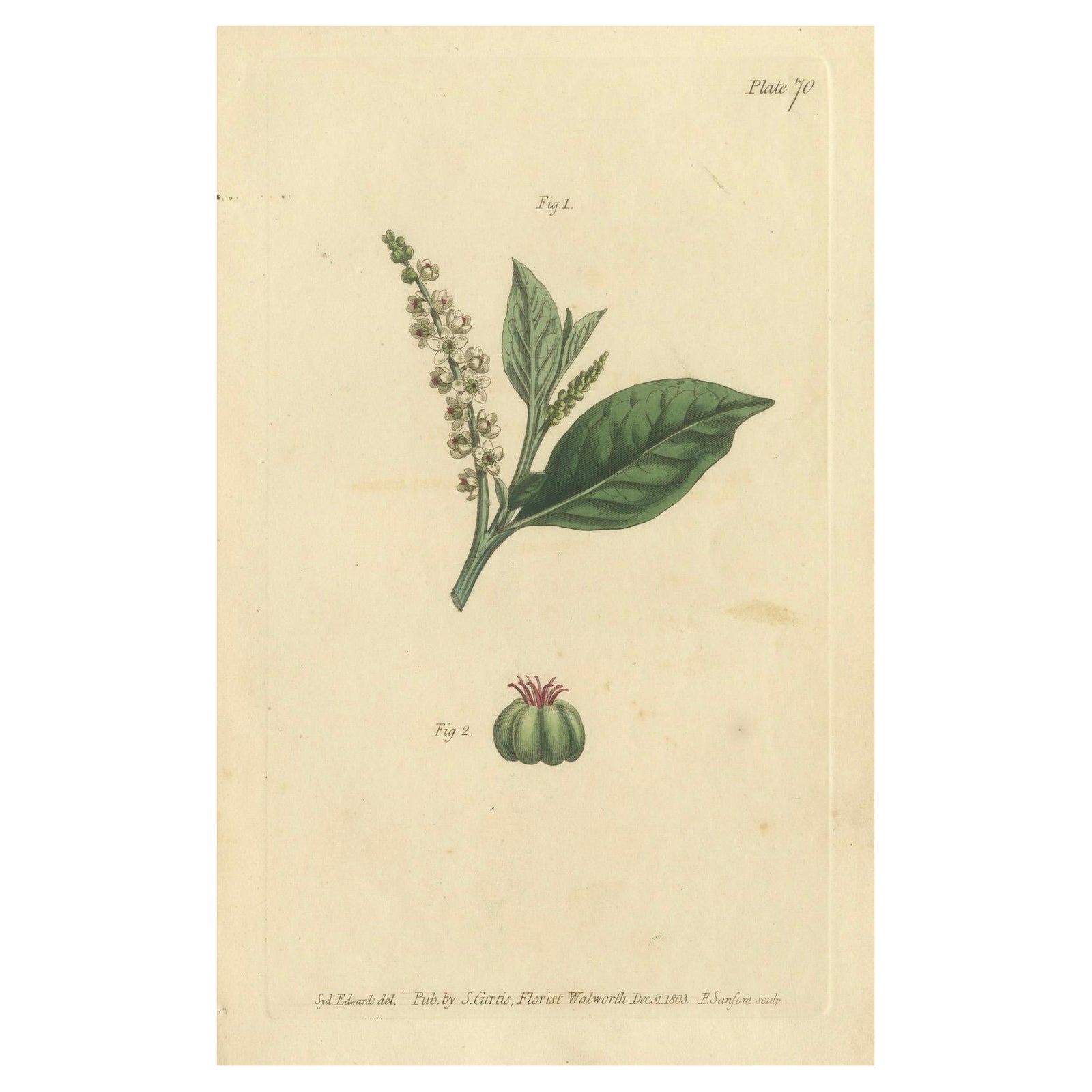 Antique Botanical Engraving of Pokeweed (Phytolacca) - 1803 Floral Print