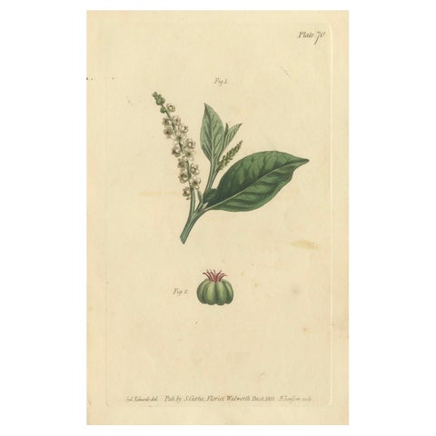 Antique Botanical Engraving of Pokeweed (Phytolacca) - 1803 Floral Print