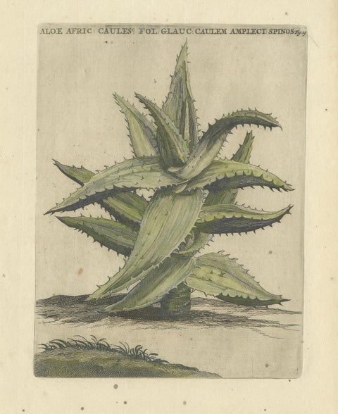 Caulescent African Aloe from Caspar Commelin’s "Praeludia Botanica" - 1703, close-up 1