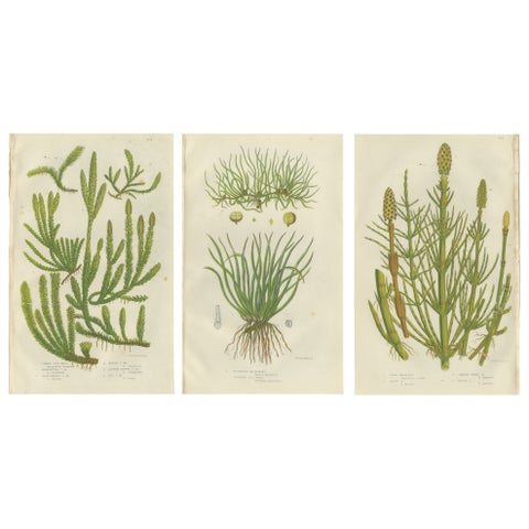 Wood Horsetail, Branched Horsetail & Rough Horsetail, Botanical Triptych, 1873