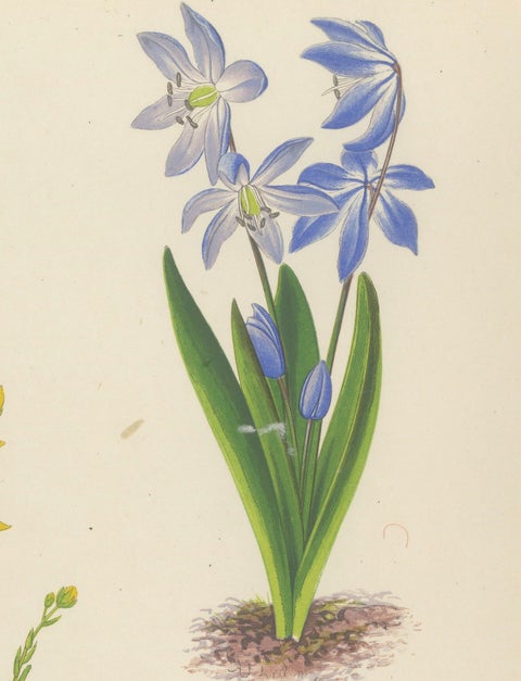 Yellow Saxifrage and Siberian Squill, Hand-Coloured Botanical Print, 1874, close-up 6