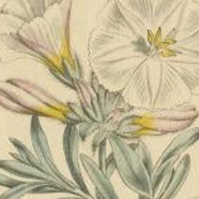 Antique Botany Print of Convolvulus Cneorum by Curtis, 1799, close-up 1