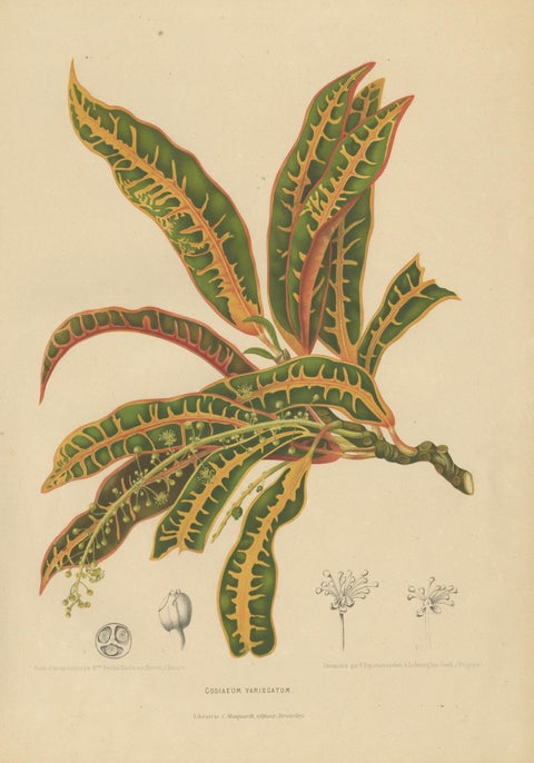 Original Garden Croton (Joseph's Coat) Botanical Chromolithograph, c. 1880, close-up 1