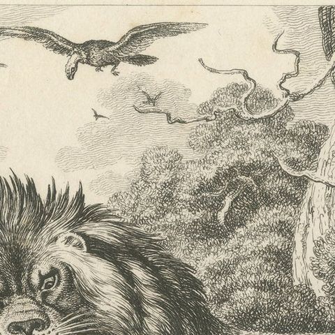 Original Antique Print of a Wild Boar and a Lion, 1811, close-up 1