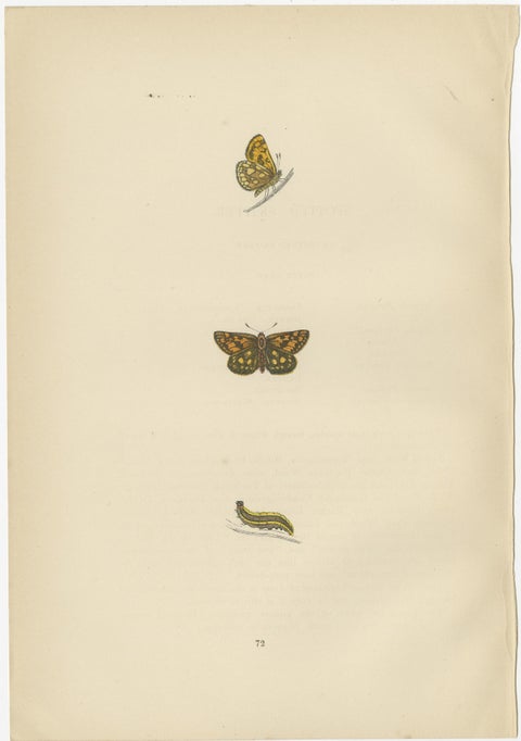 Brushstrokes and Butterflies: The Artistic Legacy of Morris's Skippers, 1890, view 4