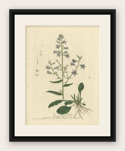 Antique Botany Print of Campanula Rapunculus by Regnault, circa 1780, shown framed
