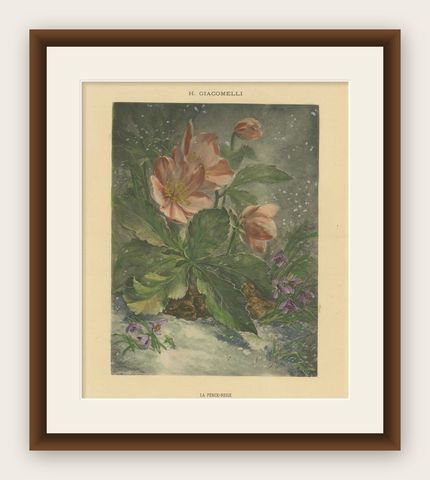 Snowdrops in Bloom - Giacomelli's Birds and Winter Flora, Circa 1891, shown framed