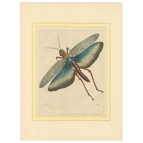 1848 Hand-Coloured Lithograph of the Large Indian Grasshopper