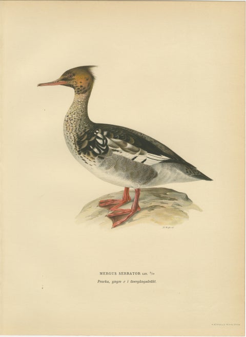 Antique Merganser Duck Lithographs Set of 6, Scandinavian Birds Sweden 1929, view 5