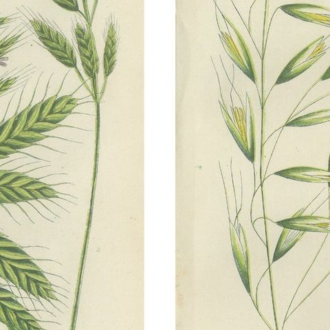 Sweet Cyperus and Brown Cyperus Botanical Prints, Hand-Colored, 1873, close-up 2