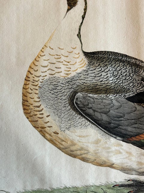 Northern Pintail Drake - Antique Bird Engraving by Nozeman and Sepp, 1789, view 4