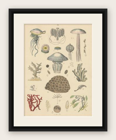 Corals & Jellyfish Print: Medusa, Anemone, Corals, Ctenophores, Antique 1867, shown framed
