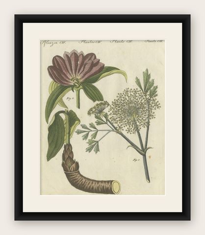 Galbanum and Hungarian Gentian: Rare Medicinal Plants Illustrated, 1805, shown framed