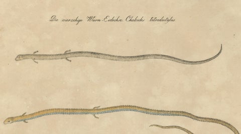 Antique Salamander & Reptile Lithograph by Karl Joseph Brodtmann, 1816, close-up 4