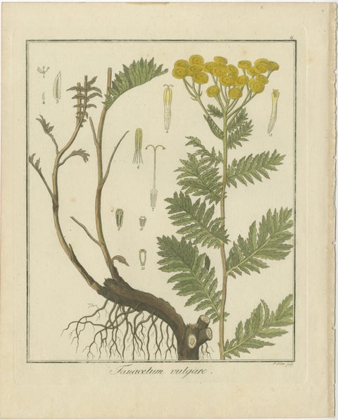 Wild Lettuce, Tansy, and Licorice: Botanical Illustrations from 1819, view 3