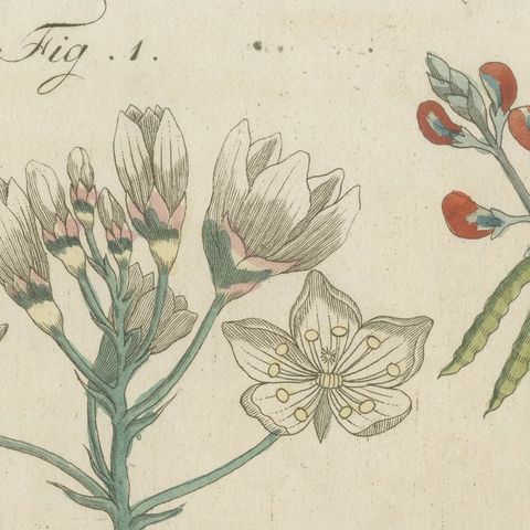 Venus Flytrap Carnivorous Plant, Antique Bertuch Print, circa 1805, close-up 4