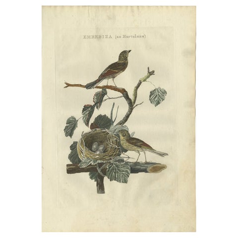 Ortolan Bunting, Antique Dutch Bird Print by Sepp & Nozeman, 1789