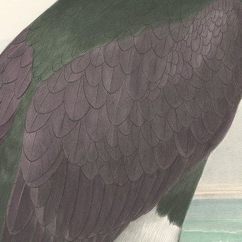 Spectacular Rare Old Original Bird Print of The Spectacled Cormorant, 1868, close-up 2