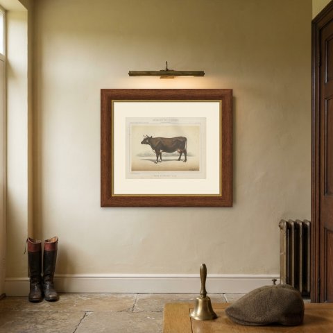 Flemish Cow, French Cattle Breed, Antique Chromolithograph by Borie, 1863, shown framed on a wall