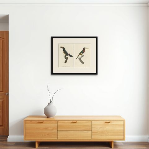 Two Magnificent Hand-Colored Antique Prints of a Toucan, Ca.1805, Rare, shown framed on a wall