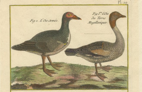 Hand-Colored Engraving of Goose Species from Histoire Naturelle, 1790, close-up 2