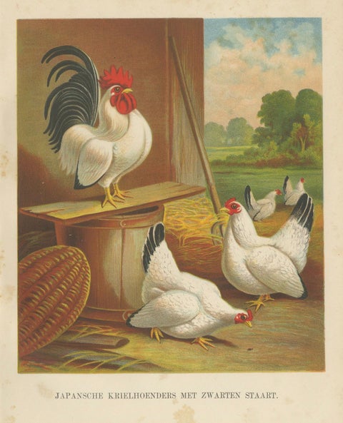Japanese Bantams with Black Tails - A Rare 19th Century Poultry Lithograph, close-up 5