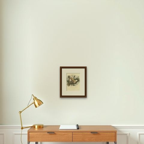 Antique Print with Hand Coloring of a Black Giant Squirrel, shown framed on a wall