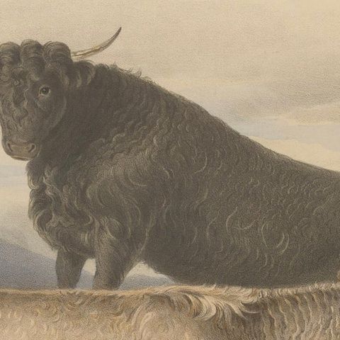 Cow and Young Bull of the West Highland Breed from the Scottish Highlands - 1840, close-up 4