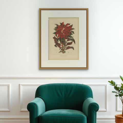 Original Antique Botanical Chromolithograph of Joseph's Coat, ca.1880, shown framed on a wall
