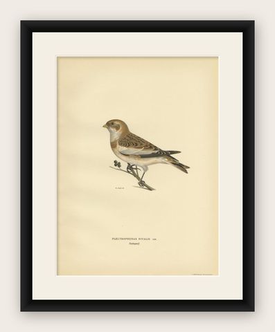 Decorative Original Antique Bird Print of The Snow Bunting, 1927, shown framed