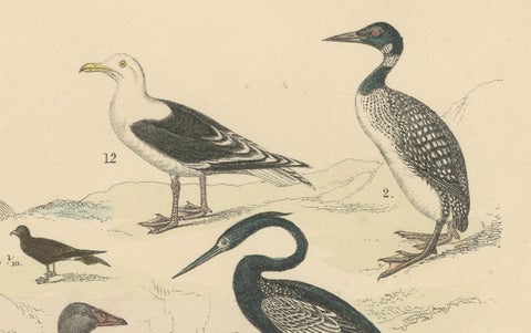 Water Birds Print: Swan, Pelican, Cormorant, Ducks, Antique 1867, close-up 3
